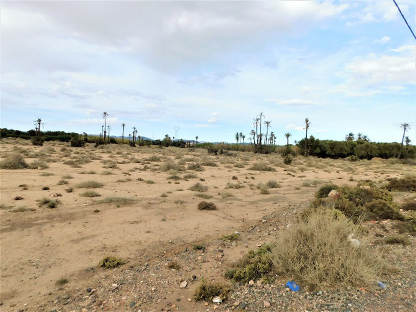 3 Hectares titrés Palmeraie-3