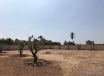 Terrain Palmeraie