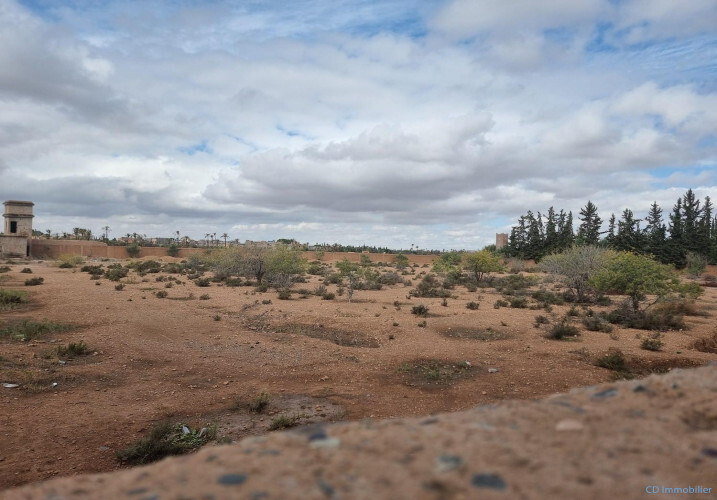 Terrain titré 1 Hectare Palmeraie-1