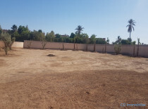 Terrain Palmeraie